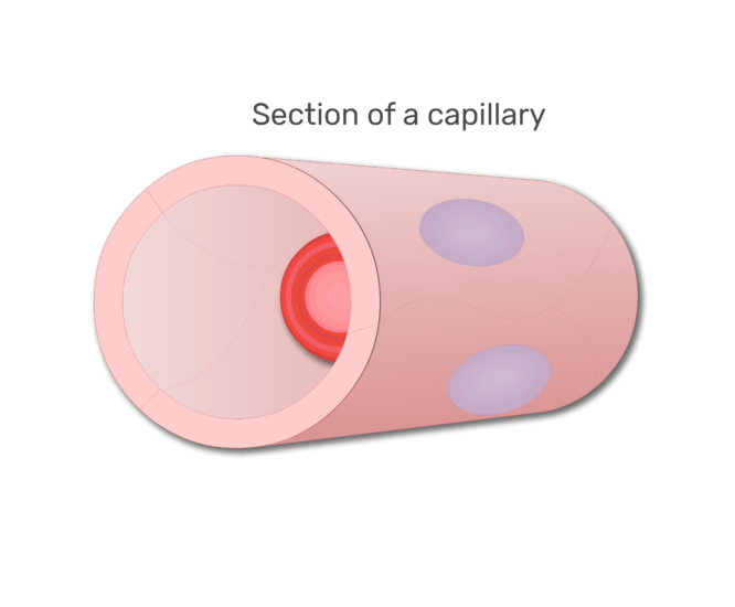 Un glóbulo rojo en una sección de animación capilar diapositiva 2