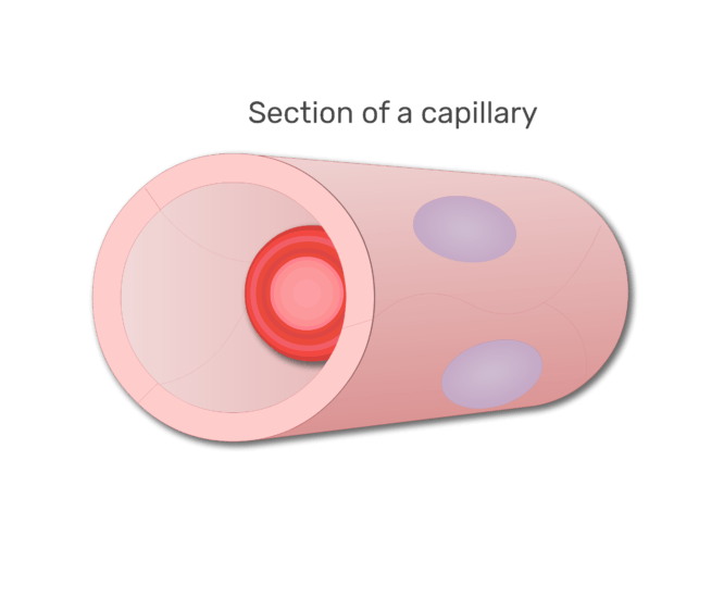 punasolu kapillaarianimaatiolevyn 3
