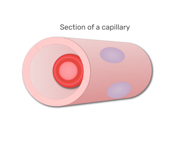 Un glóbulo rojo en una sección de animación capilar diapositiva 4