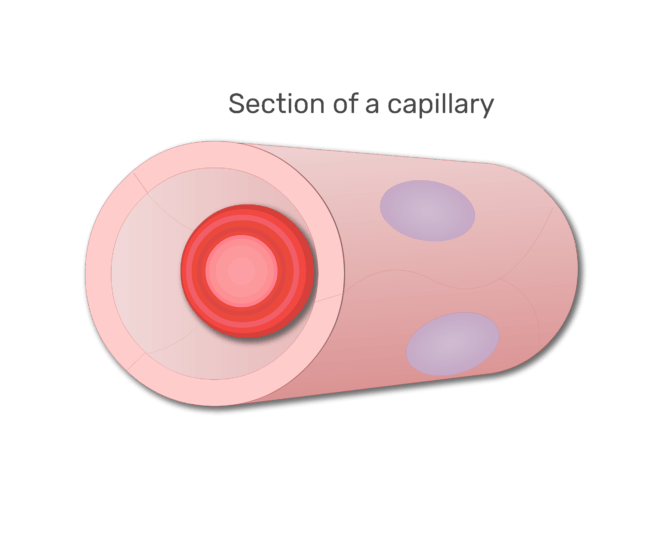 en röd blodcell i en sektion av kapillär animation slide 5