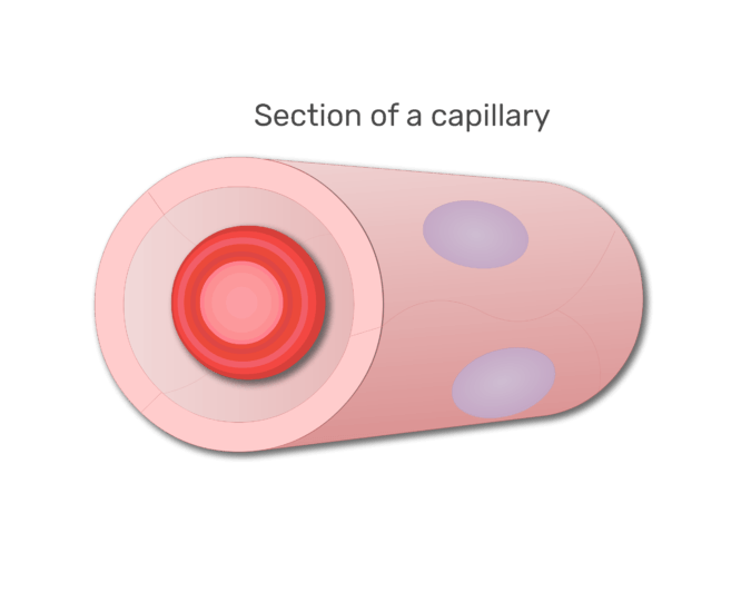 Een rode bloed cel in een gedeelte van capillaire animatie dia 6