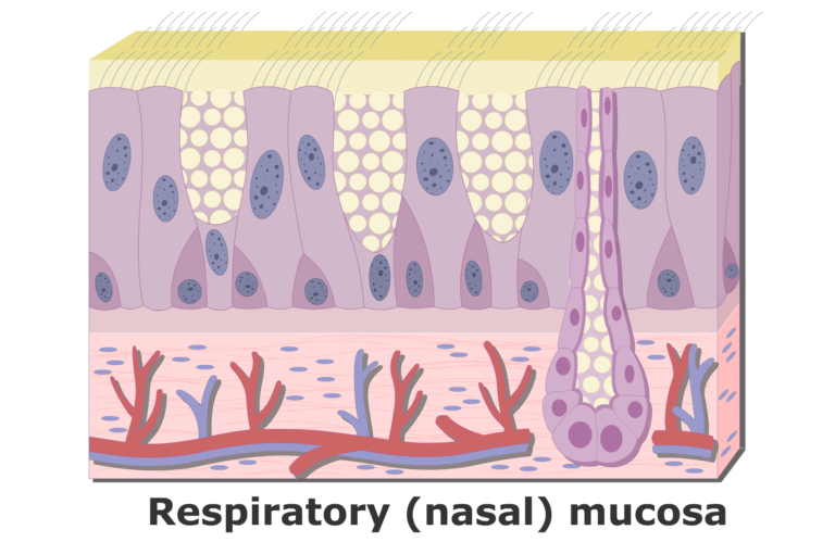 Respiratory Mucosa (Nasal Mucosa) | Gross & Microscopic Anatomy
