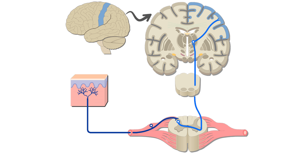 effectors of somatic nervous system