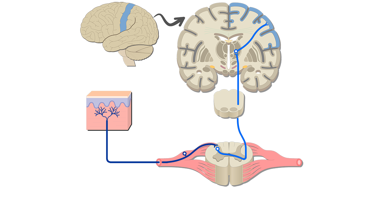 the somatic nervous system includes the
