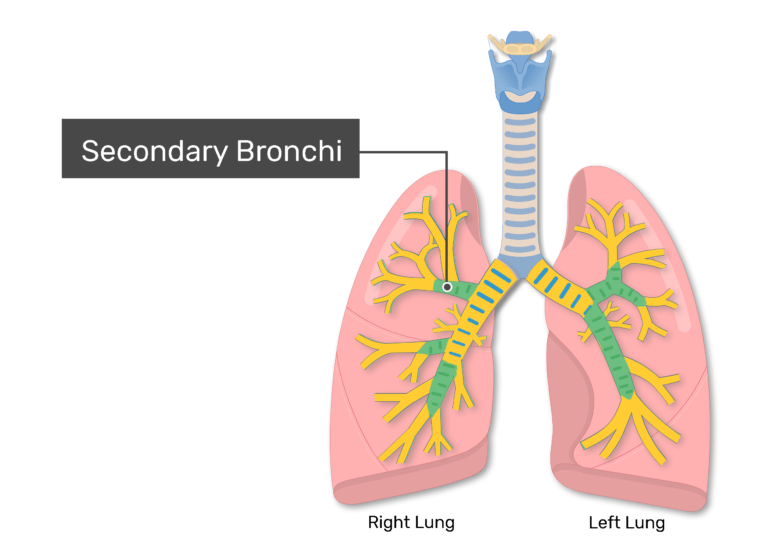 Bronchial Tubes Structure, Functions, & Location Bronchus Anatomy