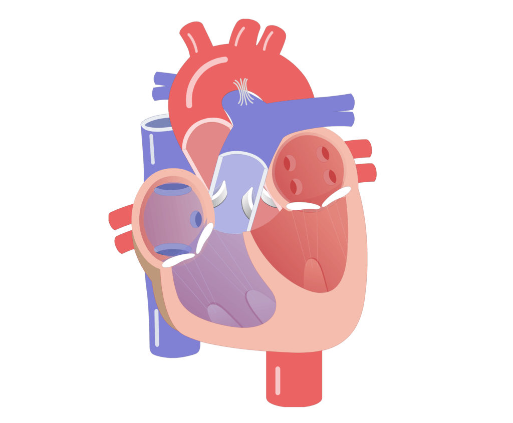heart anatomy valves