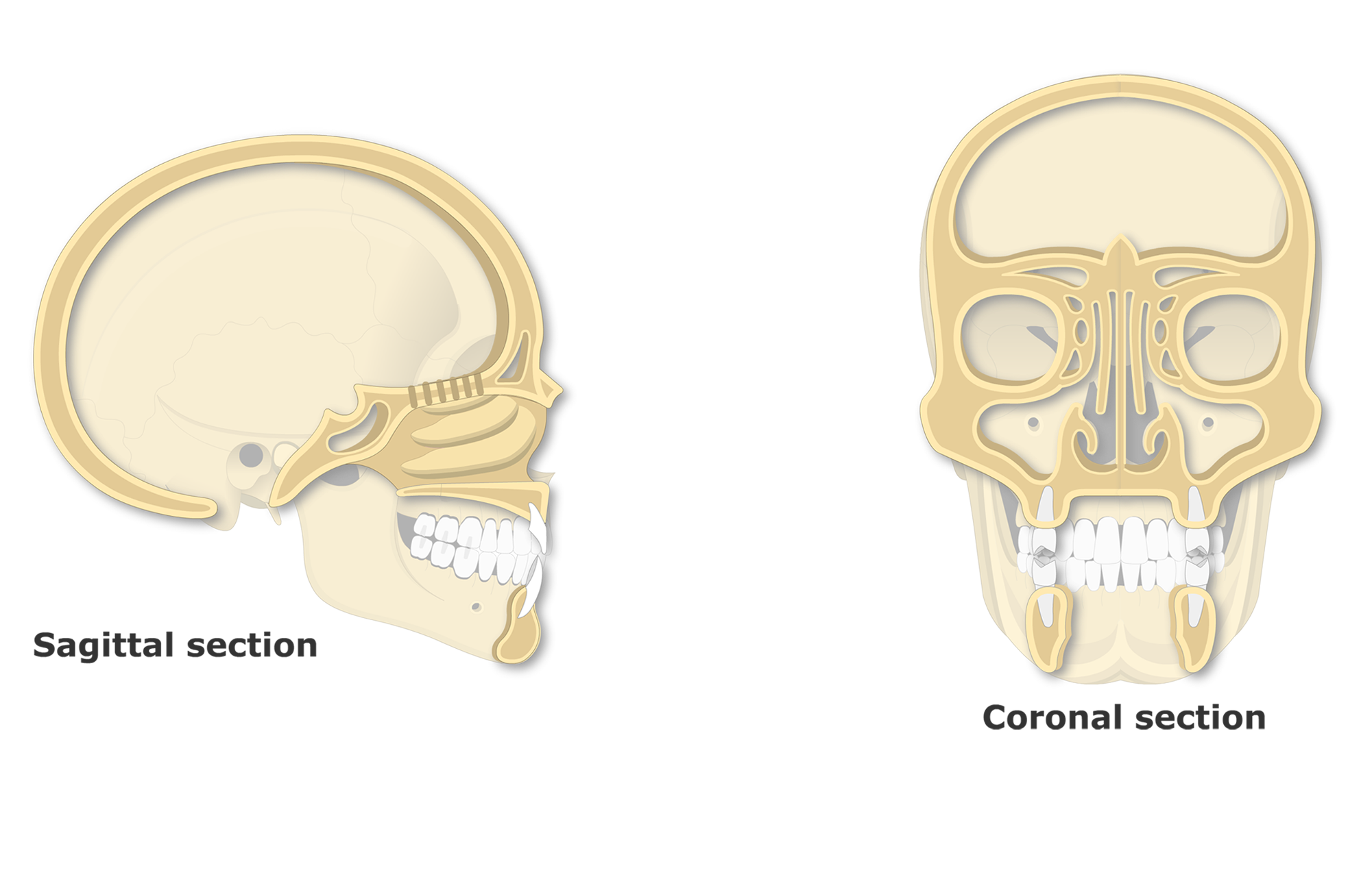 sphenoid sinus skull