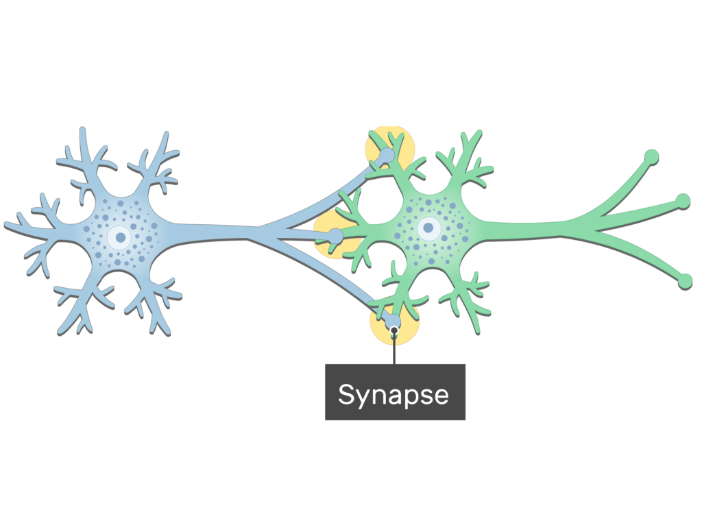 simple neuron synapse