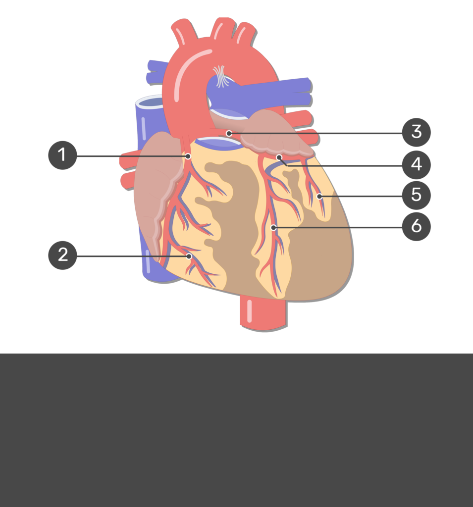 four major coronary arteries