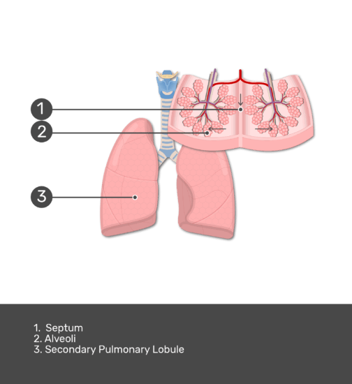 Secondary lung lobules | GetBodySmart