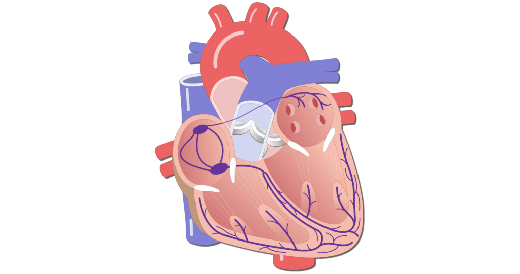 the human heart diagram unlabeled
