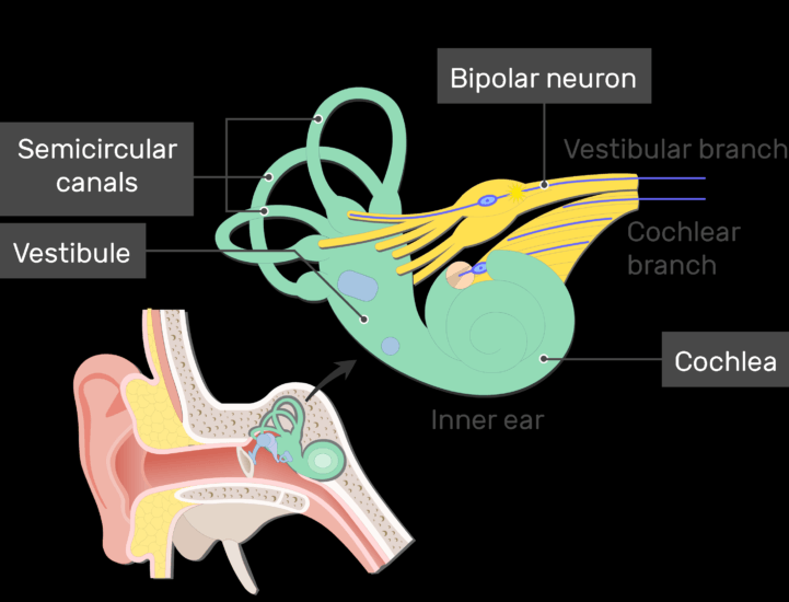 Bipolar Neurons - Structure and Functions