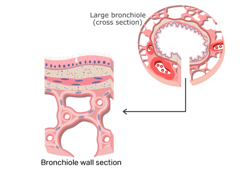 Bronchioles function and diagram GetBodySmart