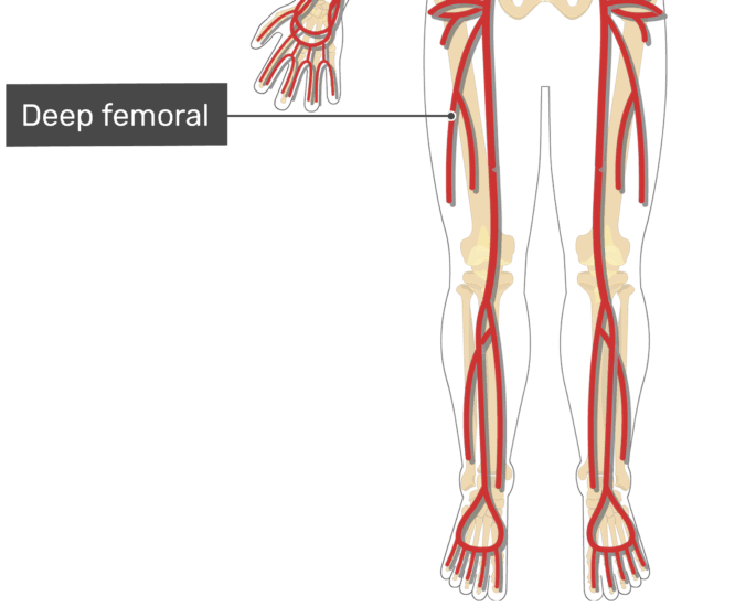 femoral pulse