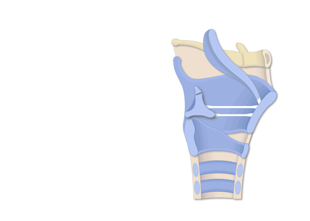 larynx cartilage