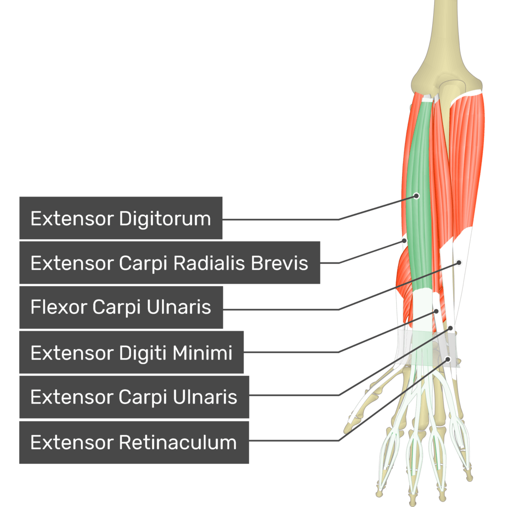 extensor digitorum muscle