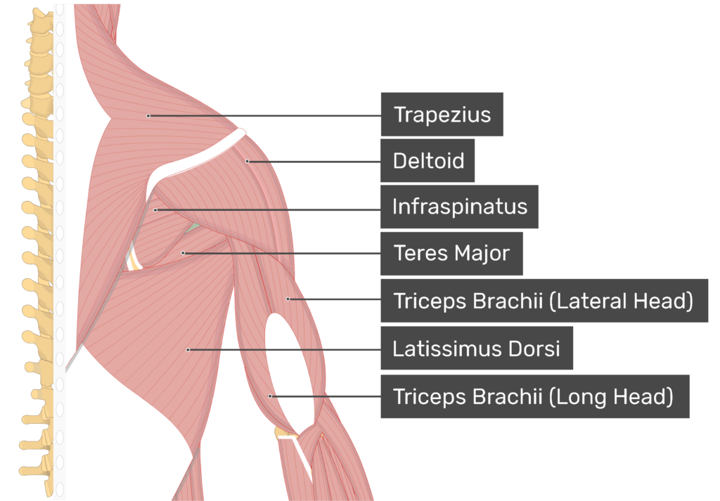 teres major and minor anterior