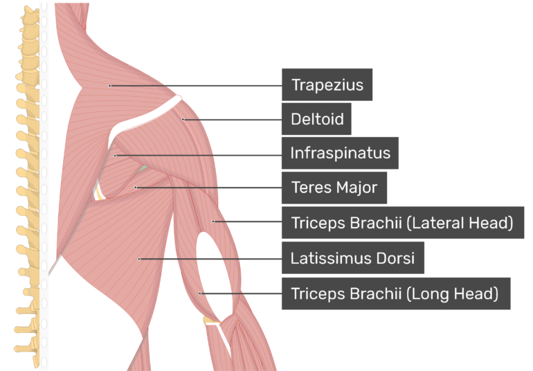 Teres Minor Muscle Attachments Actions Innervation