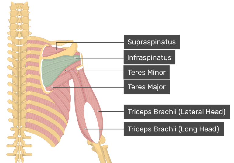 Infraspinatus Muscle Attachments Actions Innervation