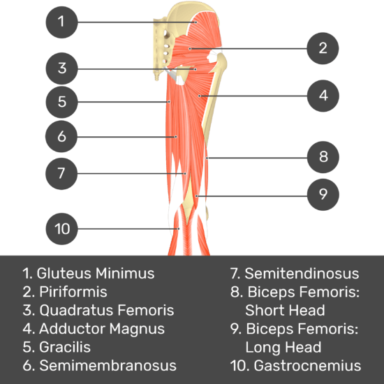 Biceps femoris: origin, insertion and action | GetBodySmart