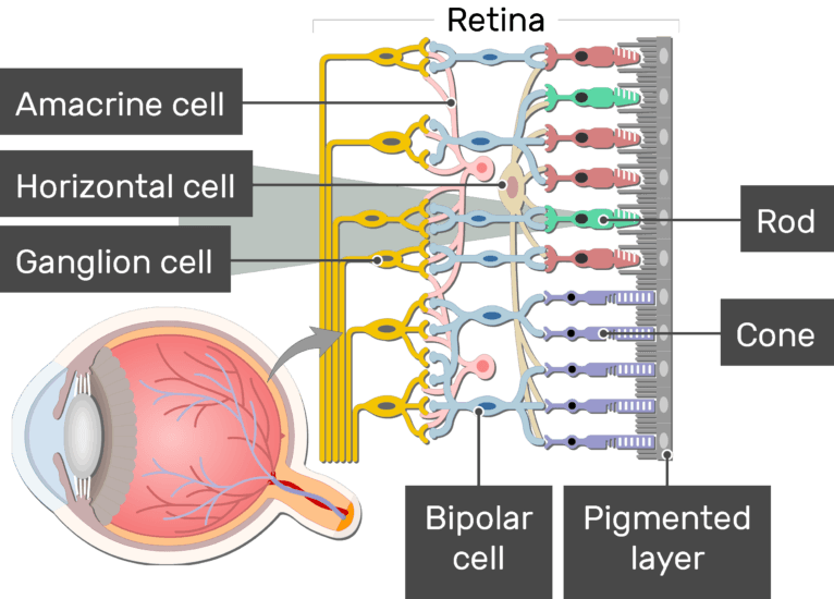 retina anatomy diagram