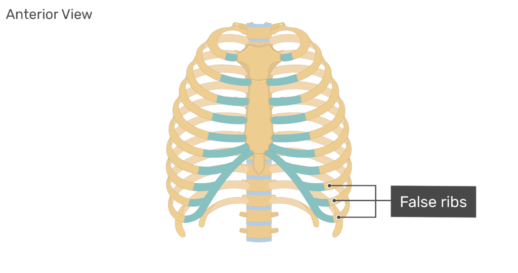 Write a short note on Rib cage with a neat labelled diagram.