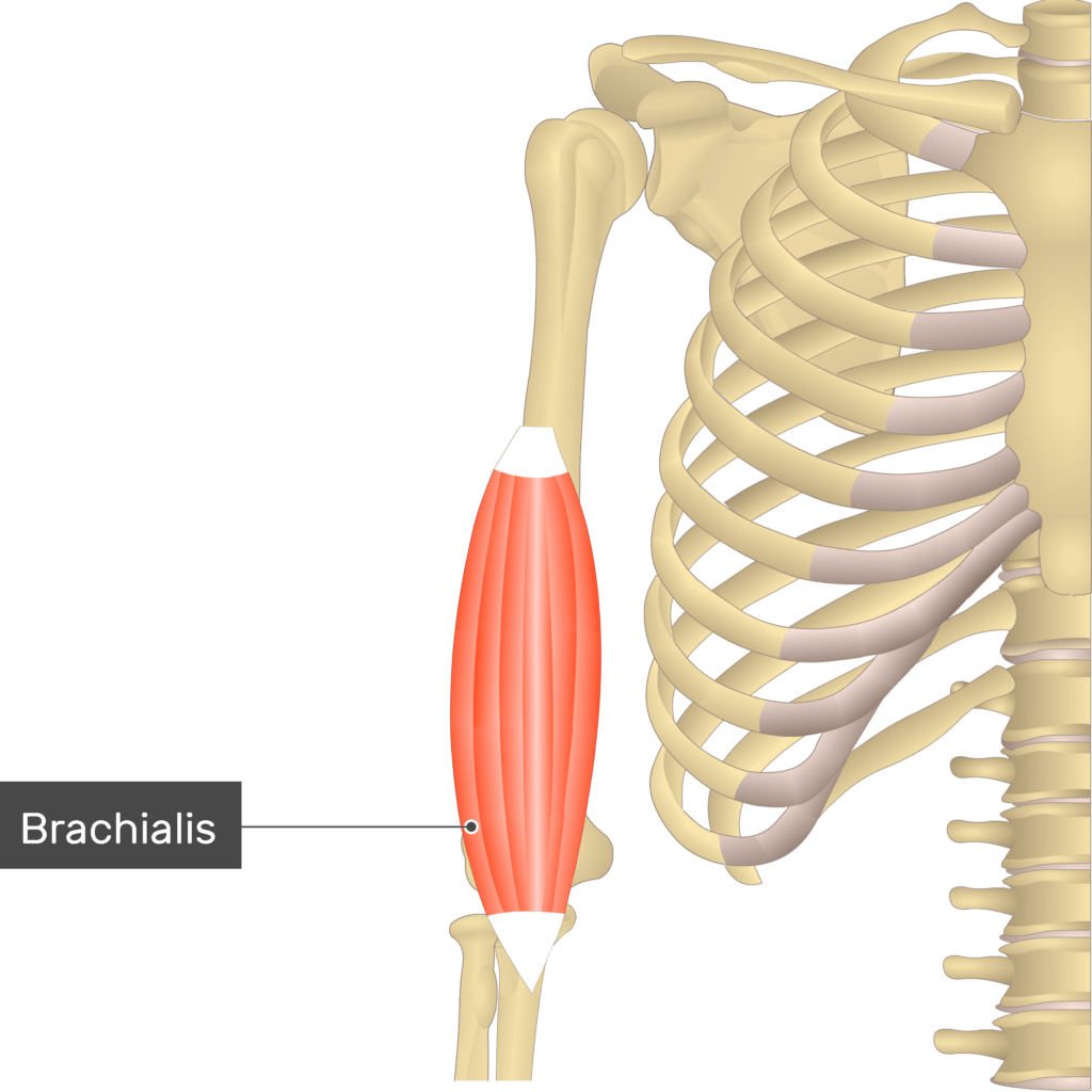 Biceps Brachii - Attachments, Action & Innervation