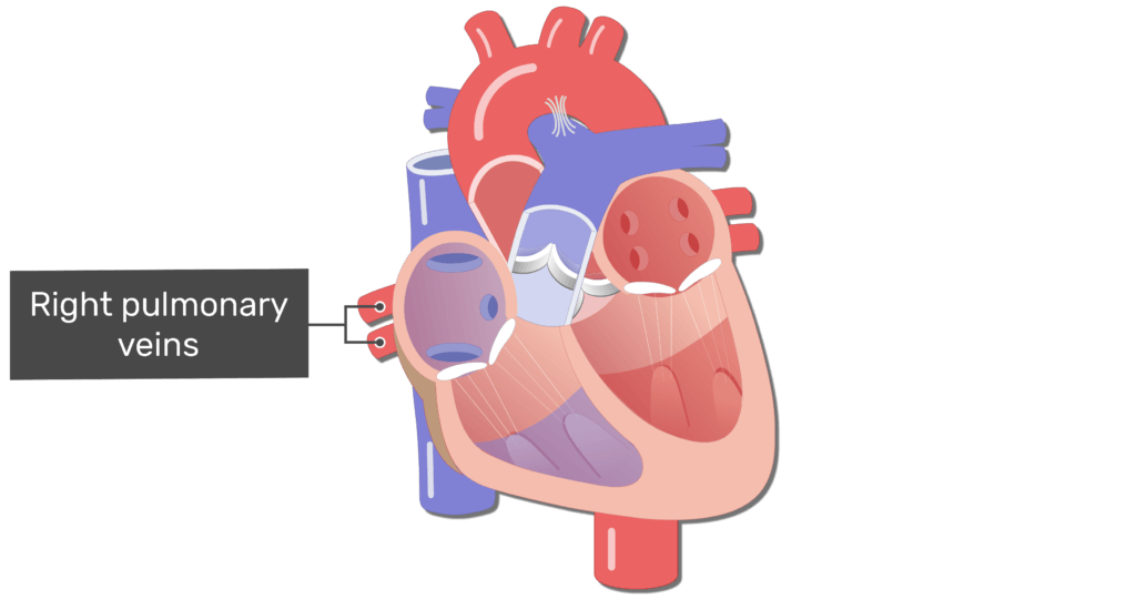 4 pulmonary veins