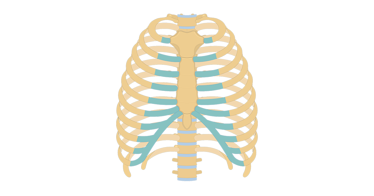 Rib Cage Anatomy, Labeled Vector Illustration Diagram Stock Vector ...