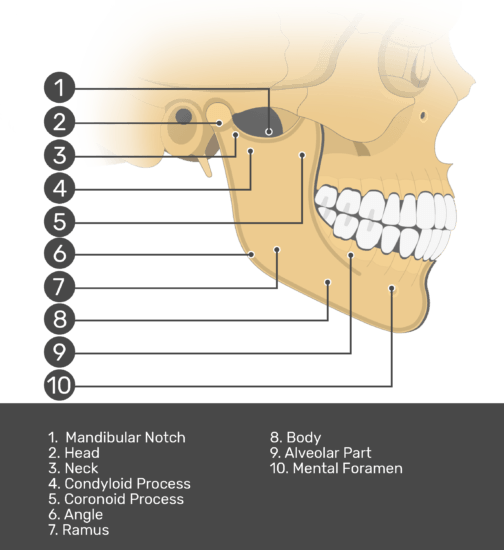 skull bones and bone markings quizlet