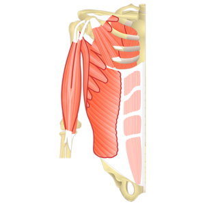 Pectoral Girdle Anatomy: Bones, Muscles, Function, Diagram