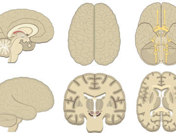 brain anatomy diagram quiz