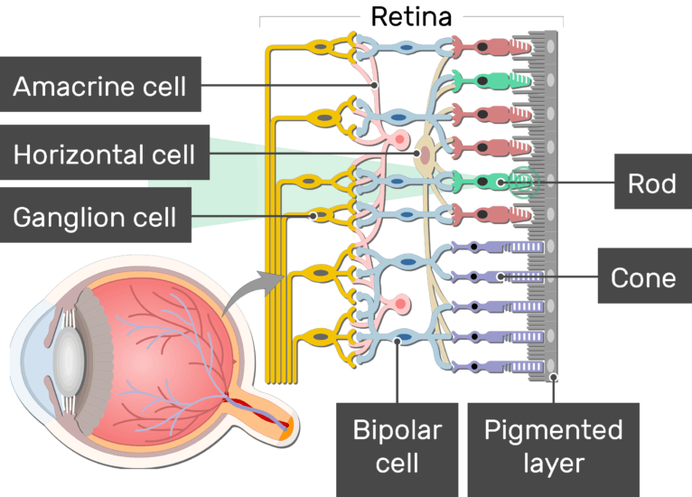 function of retina in human eye