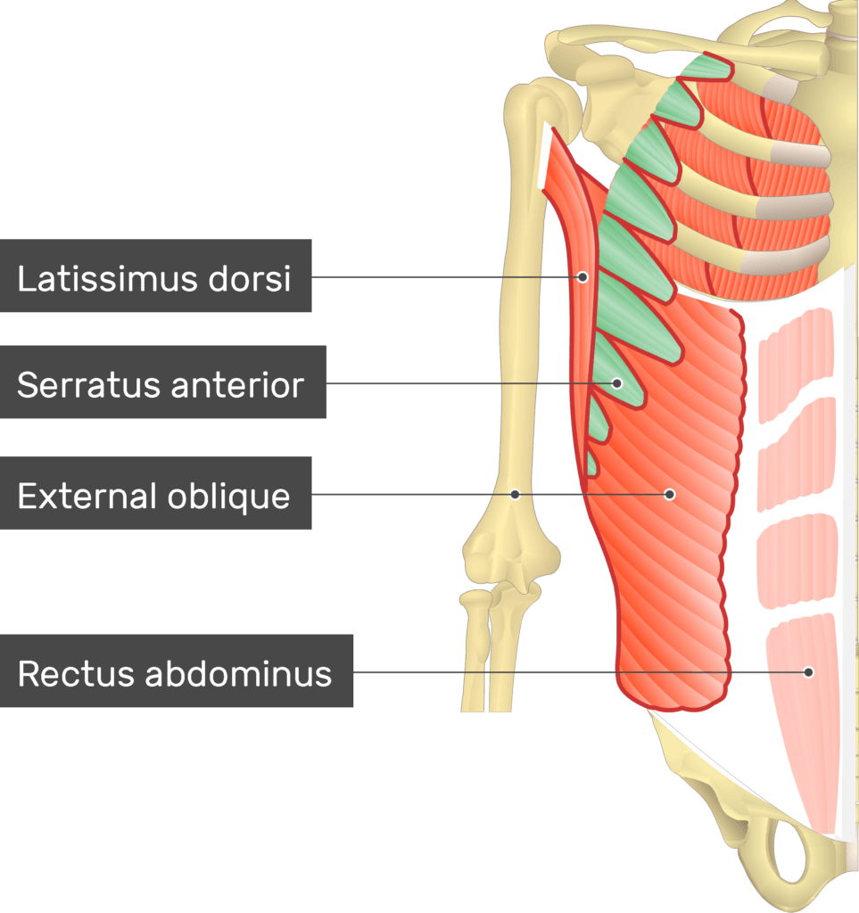 serratus posterior inferior and superior