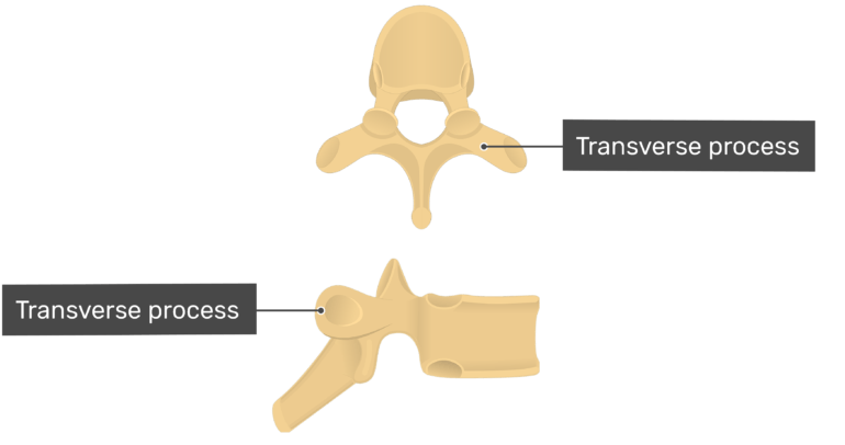 transverse processes