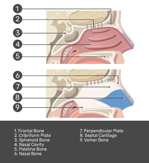 Supportive Bones and Cartilages of the Nasal Cavity | GetBodySmart