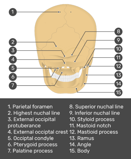 Posterior View Of Skull Instant Anatomy Head And Neck Areasorgans Skull Download 2521