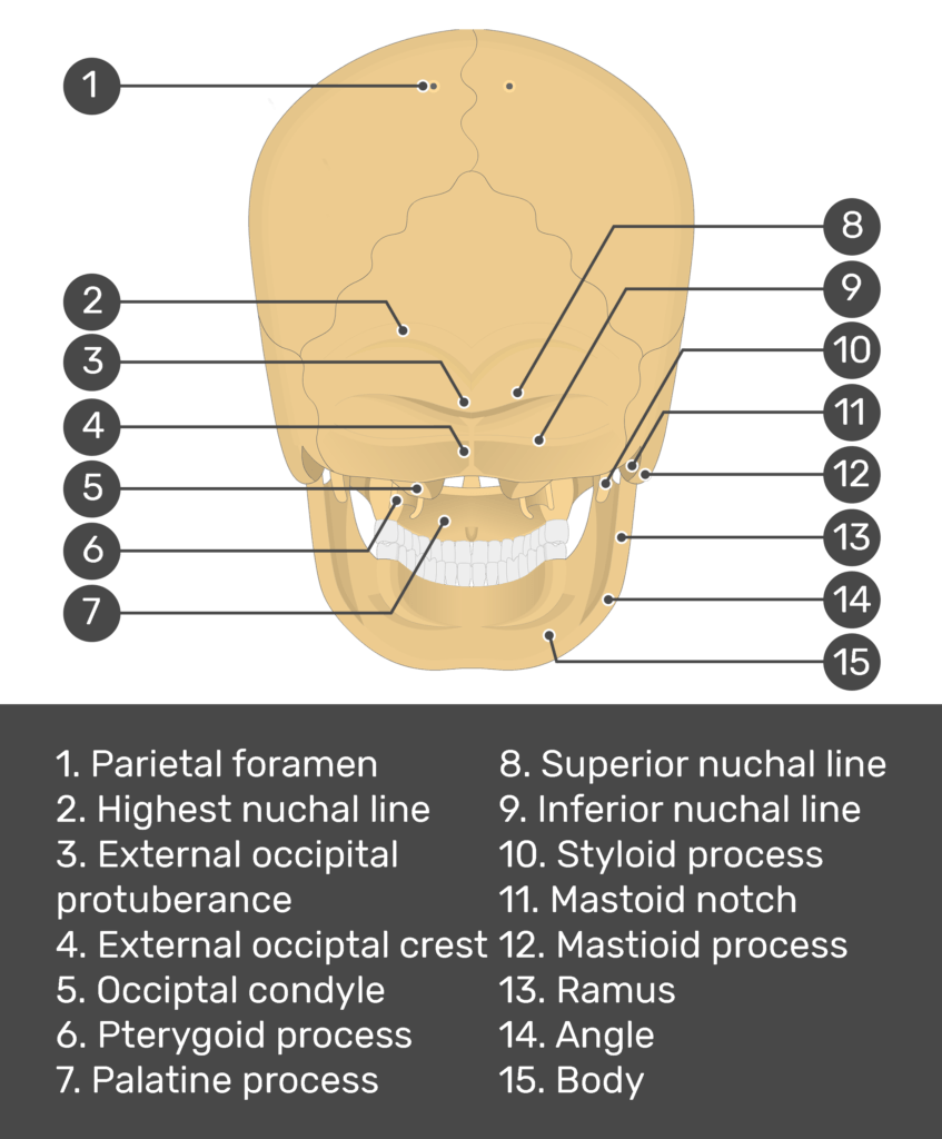 head bone marking