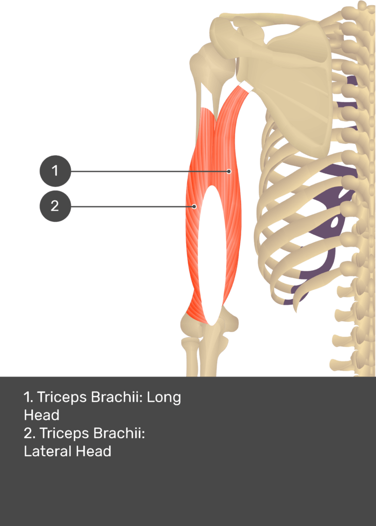 Triceps Brachii 101: A Complete Anatomy Guide to Your Three-headed Muscle •  Bodybuilding Wizard