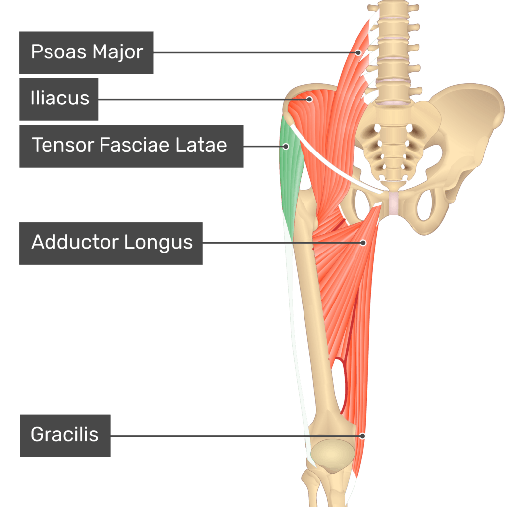 Image result for TfL Muscle  Fascia lata, Tensor fasciae latae, Muscle  anatomy