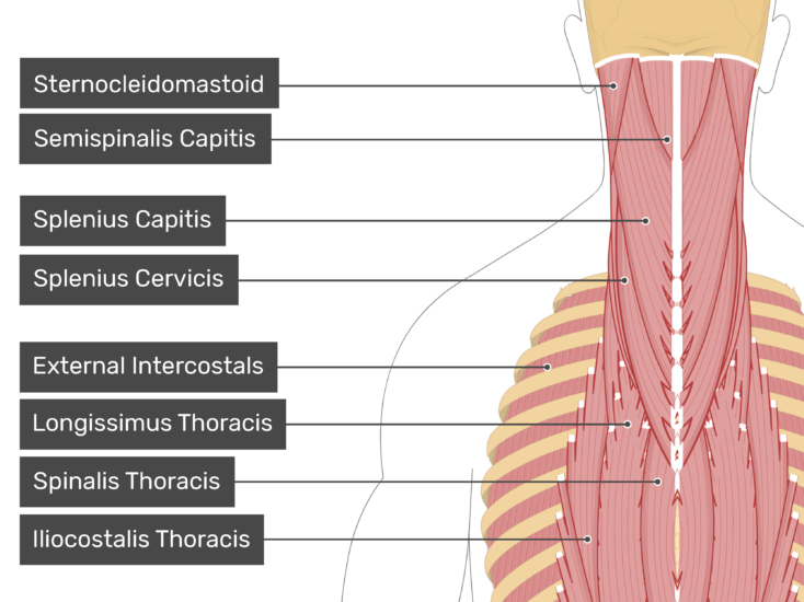 Semispinalis Thoracis Muscle