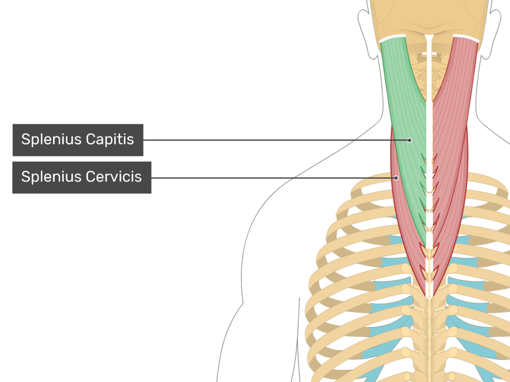 spinalis capitis