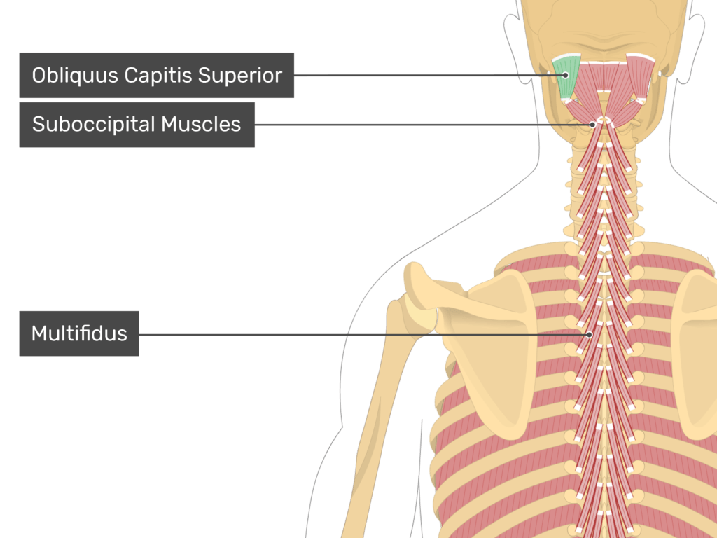 obliquus capitis superior