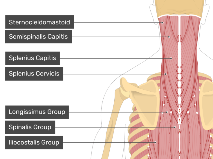 Rectus Capitis Posterior Minor Muscle