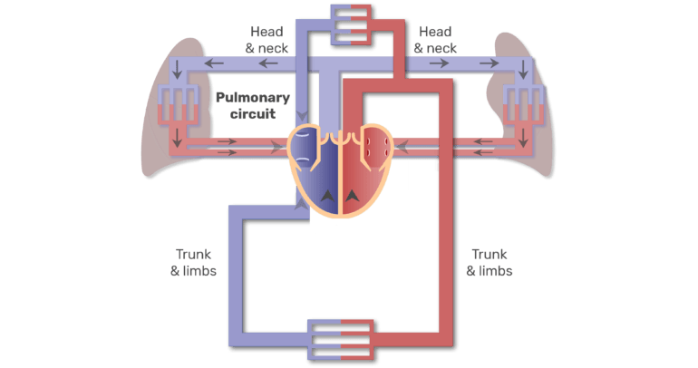 Pulmonary And Systemic Circuits Diagram Anatomy