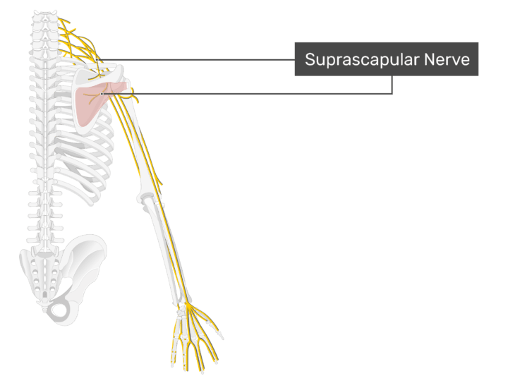 Suprascapular Nerve Anatomy