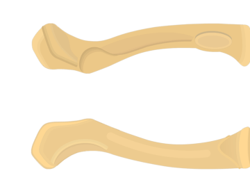Slagter - Drawing Bones upper limb and shoulder girdle ventral