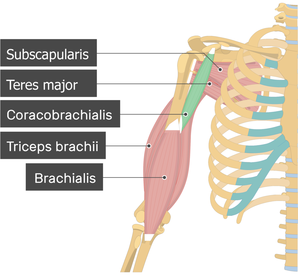 coracobrachialis and brachialis