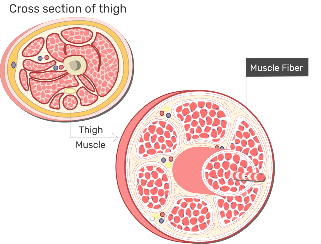Muscle Game Part 1: The muscle cell