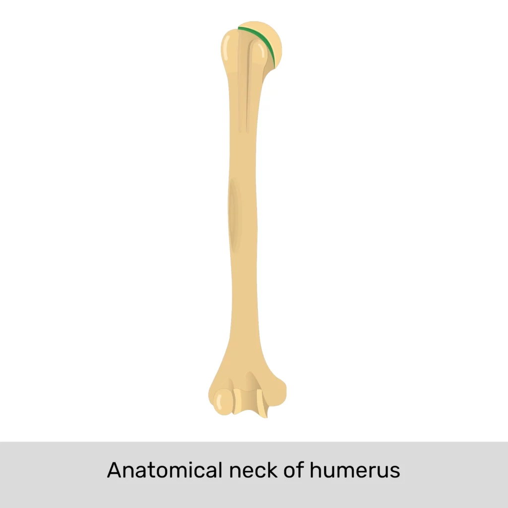 left humerus anterior view